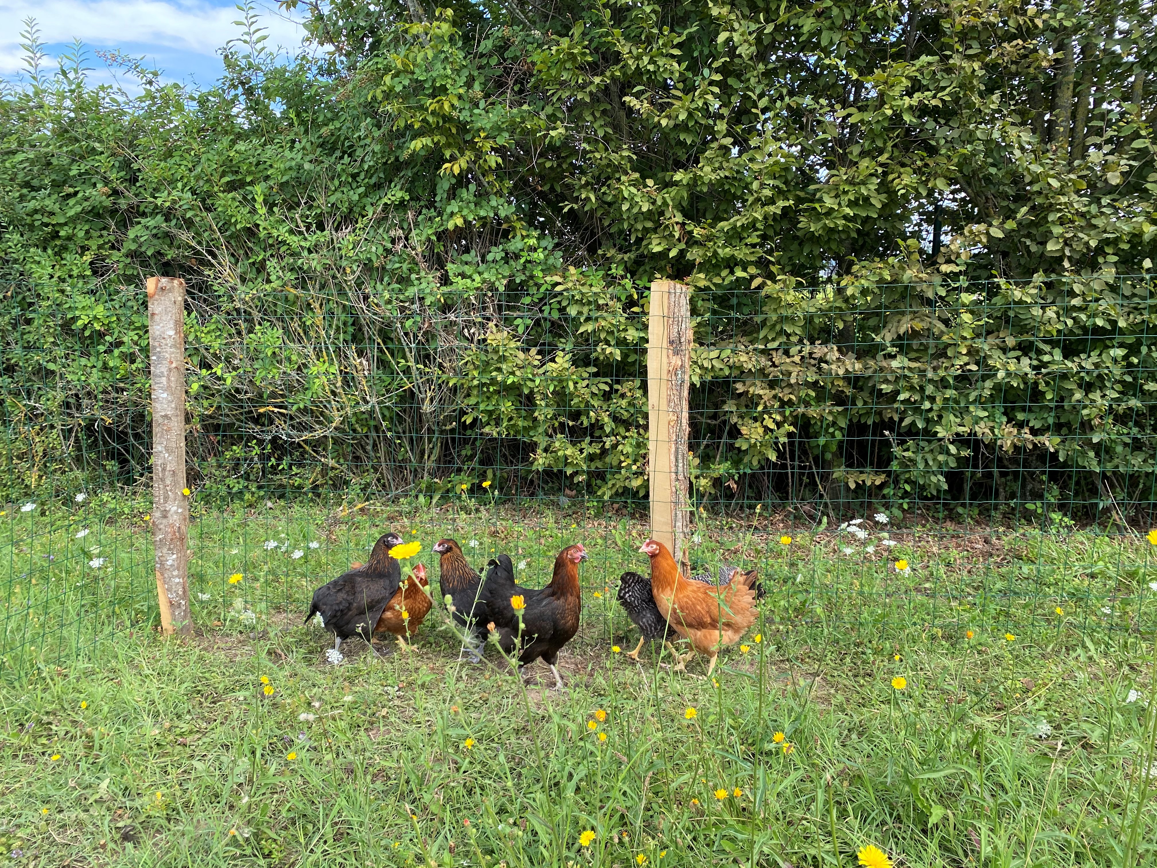 Article [SENSO PUR] Les poules