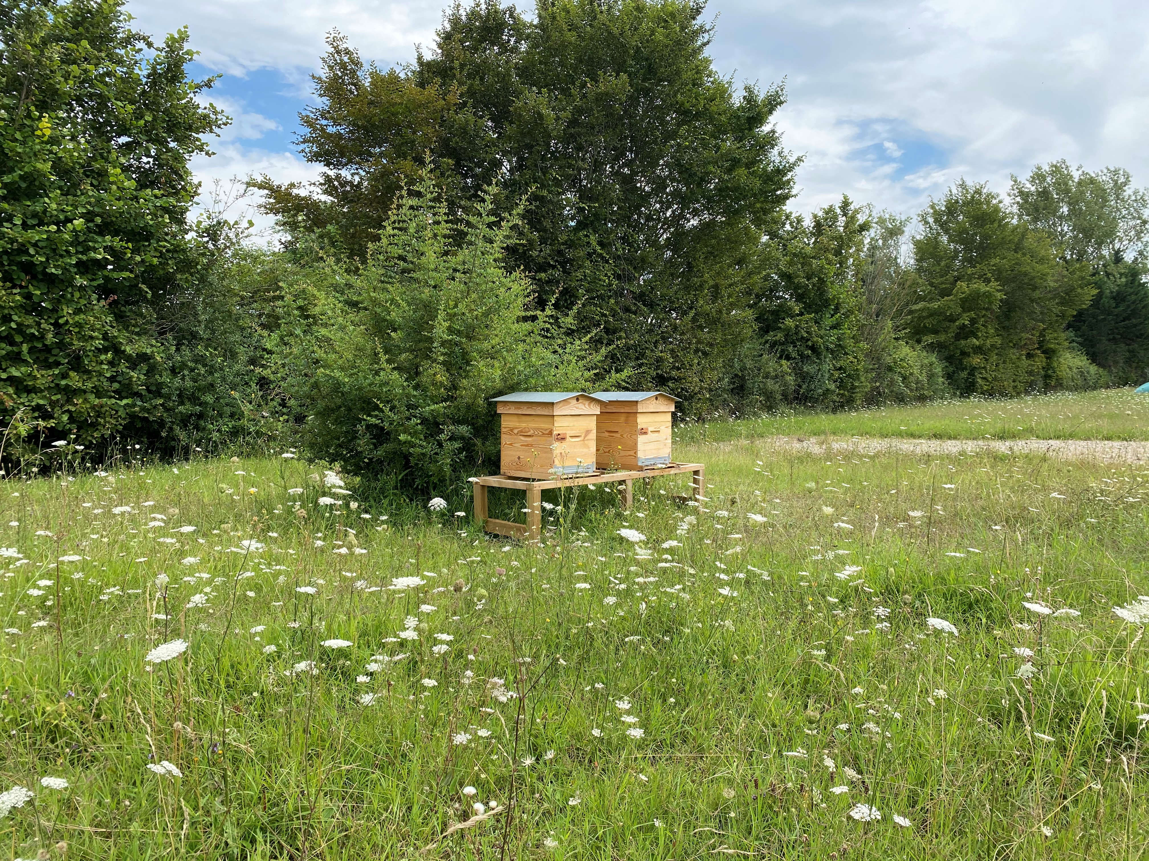 Article [SENSO PUR] Nos abeilles